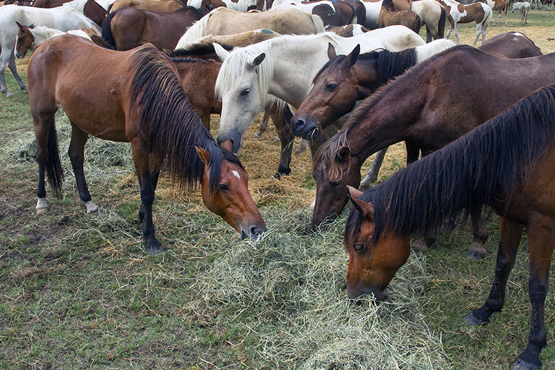 Chincoteague Wild Ponies : Richard Moore : Photographer : Photojournalist